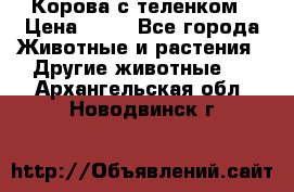 Корова с теленком › Цена ­ 69 - Все города Животные и растения » Другие животные   . Архангельская обл.,Новодвинск г.